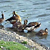 Enten